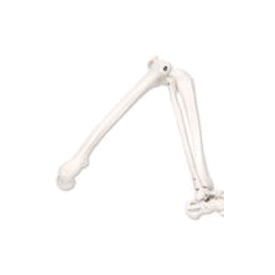 Right Leg Skeleton Model