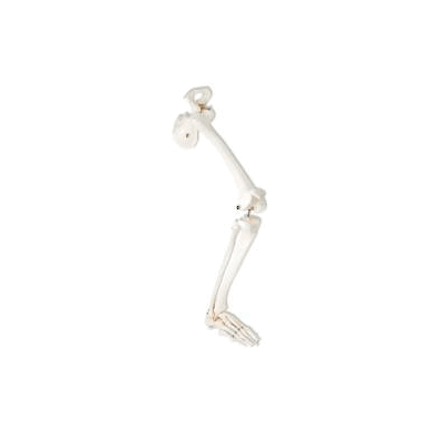 Right Leg Skeleton With Hip Bone - Model, Leg