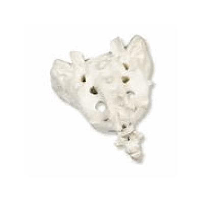 Sacrum And Coccyx