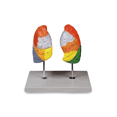 Model, Lungs, Segmented - Medline