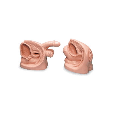 Set, Male / Female Catheter Model, Storag Bx