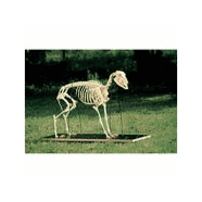 Sheep Skeleton on Wooden Base