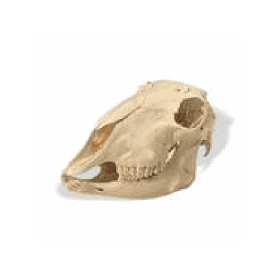 Sheep Skull