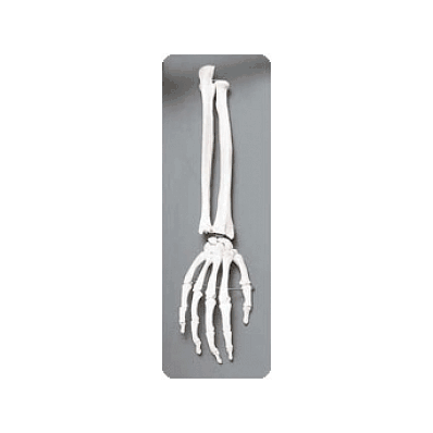 Shoulder Column - Medline