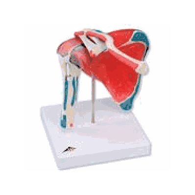 Shoulder Joint with Rotator Cuff, 5 part
