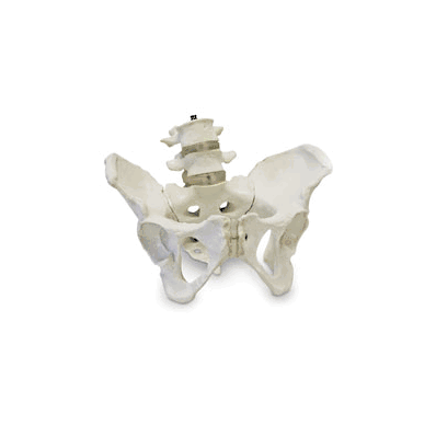 Skeleton, Female Pelvic with Life-size mode