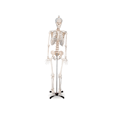Skeleton, Human, Legs And Arms, Removable - M