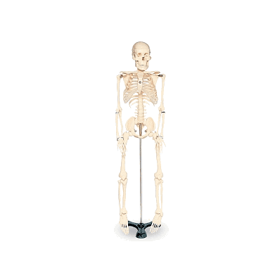 Skeleton, Model, 33 1/2'' Tall , Econ, W/S -