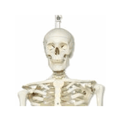 Skeleton Model- Stan, Hanging Stand, 6' 3"