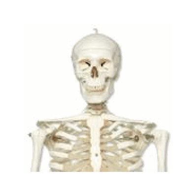 Skeleton Model - Stan, Pelvic Mounted