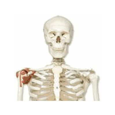 Skeleton Model with Ligaments - Leo