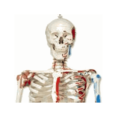Skeleton Model with Muscles and Ligaments - Sam, Hanging