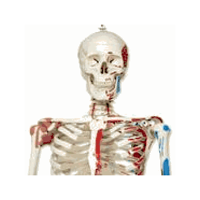 Skeleton Model with Muscles and Ligaments - Sam, Mounted