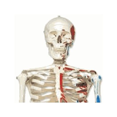 Skeleton Model with Painted Muscle Origins