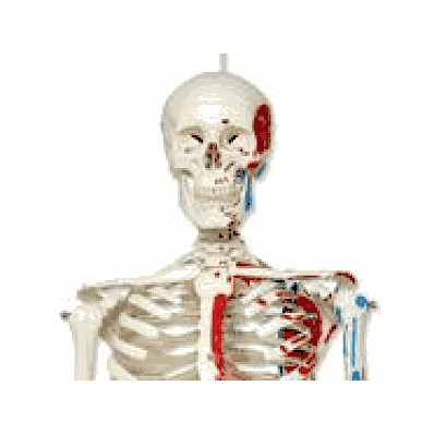 Skeleton Model with Painted Muscle Origins, Hanging