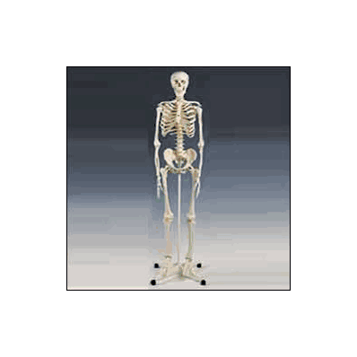 Skeleton Mr. Plain - Skeleton, Plain 5'5" -