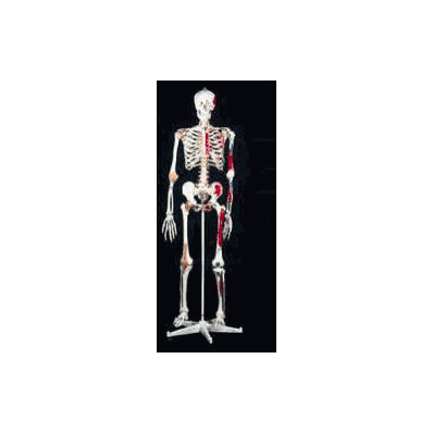 Skeleton Mr. Superskeleton - Skeleton, Mr Sup