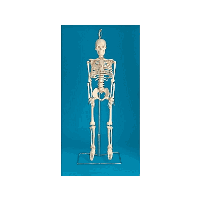 Skeleton,  Size, 33 ?, W / Spinal Stand - M