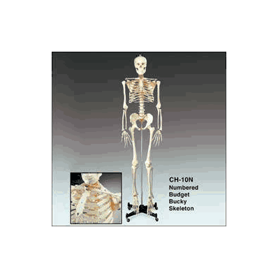 Skeleton Stand, Wheeled for Budget Bucky Skeleton (STAND ONLY)