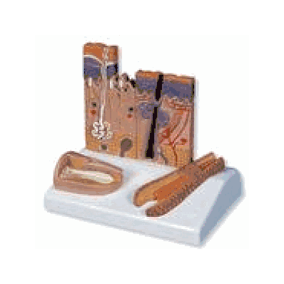  Skin, Hair and Nail Microscopic Structures