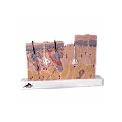 Skin Section, 40 times full-size