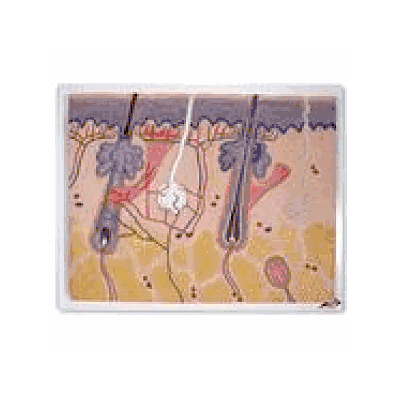  Skin Section, 70 times full-size