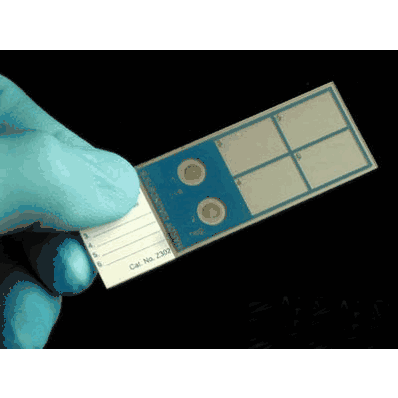 Slide, Control Q-Slide Gram QC Pre-Inoculated