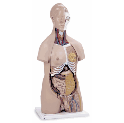 Torso, 20-Part