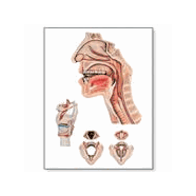 Speech Organs Chart with wooden rods