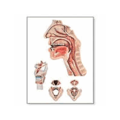 Speech Organs Chart without rods