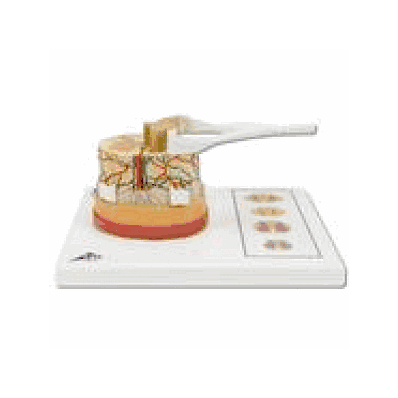 Spinal Cord Model, 5 Times Life Size