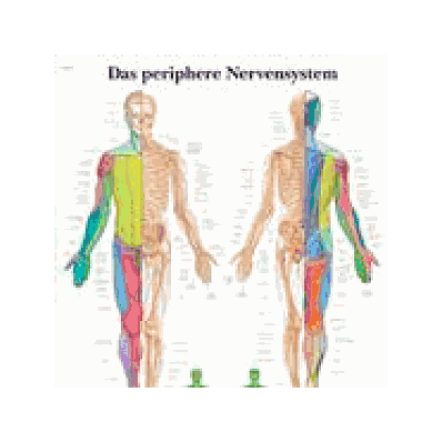 Spinal Nerves Chart with wooden rod