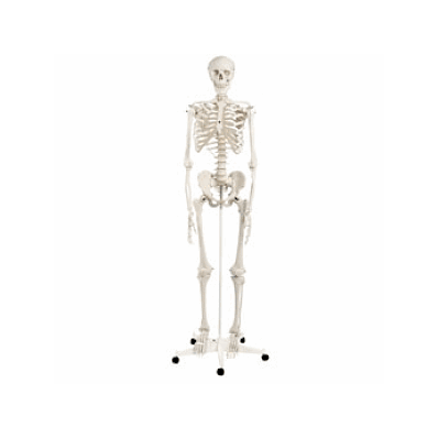 Standard Skeleton-pelvic Mnt. - Medline
