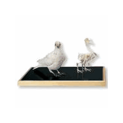 Stuffed Dove and Dove Skeleton in Display Case