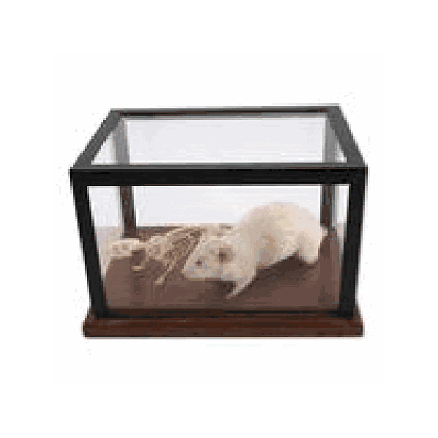 Stuffed Mouse and Mouse Skeleton in Display Case