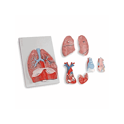 System, Human Respiratory - Medline