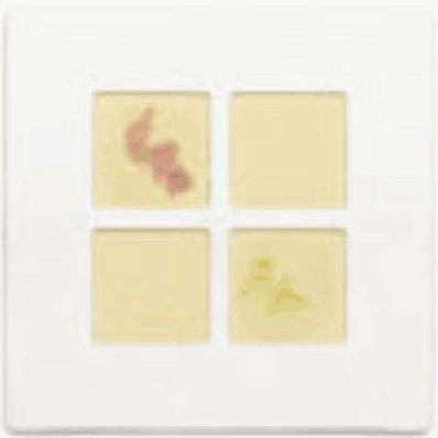 Test Kit, 25 Slides Detection of B-lactamase Production Qualitative Test