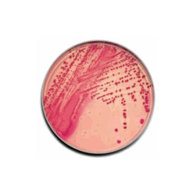 Test Media BD BBL Oxacillin Screen Agar - Me