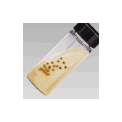 Test Media Trypticase Soy Agar With 5% Sheep