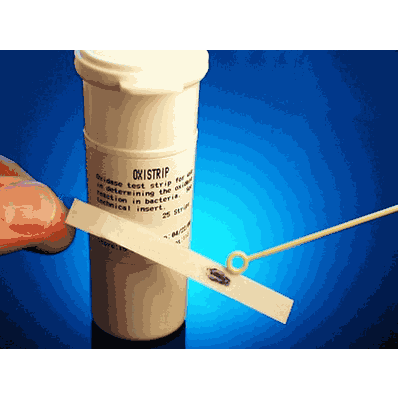 Test Strip, 25 Tests Oxidase