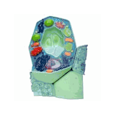 Plant cell model