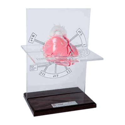 Model, Heart Ecg Anatomical - - Laerdal Medi