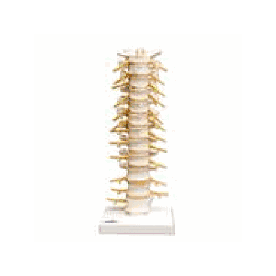 Thoracic Spinal Column