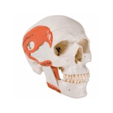 TMJ Human Skull Model, 2 part