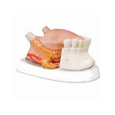 Tongue Model, 2.5 times life size, 4 part