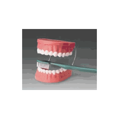 Tooth Brushing Model - Model, Giant Tooth Bru