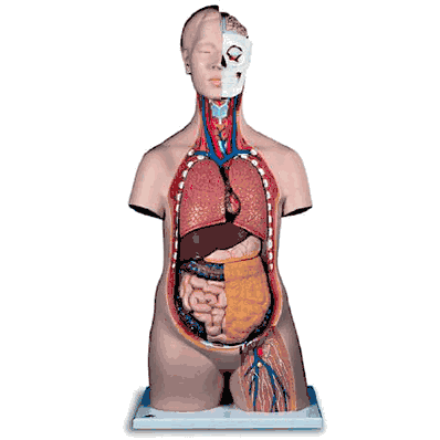 Torso, 34-1/4" x 15" x 9-7/8" with Head Classic