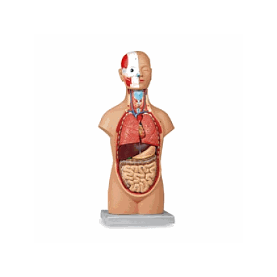 Torso, Mini, 12 Part, Model - Medline