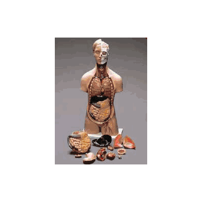 Torso Model Unisex - Model, Torso Classic Uni