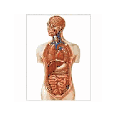 Torso Wall Chart, Unmounted